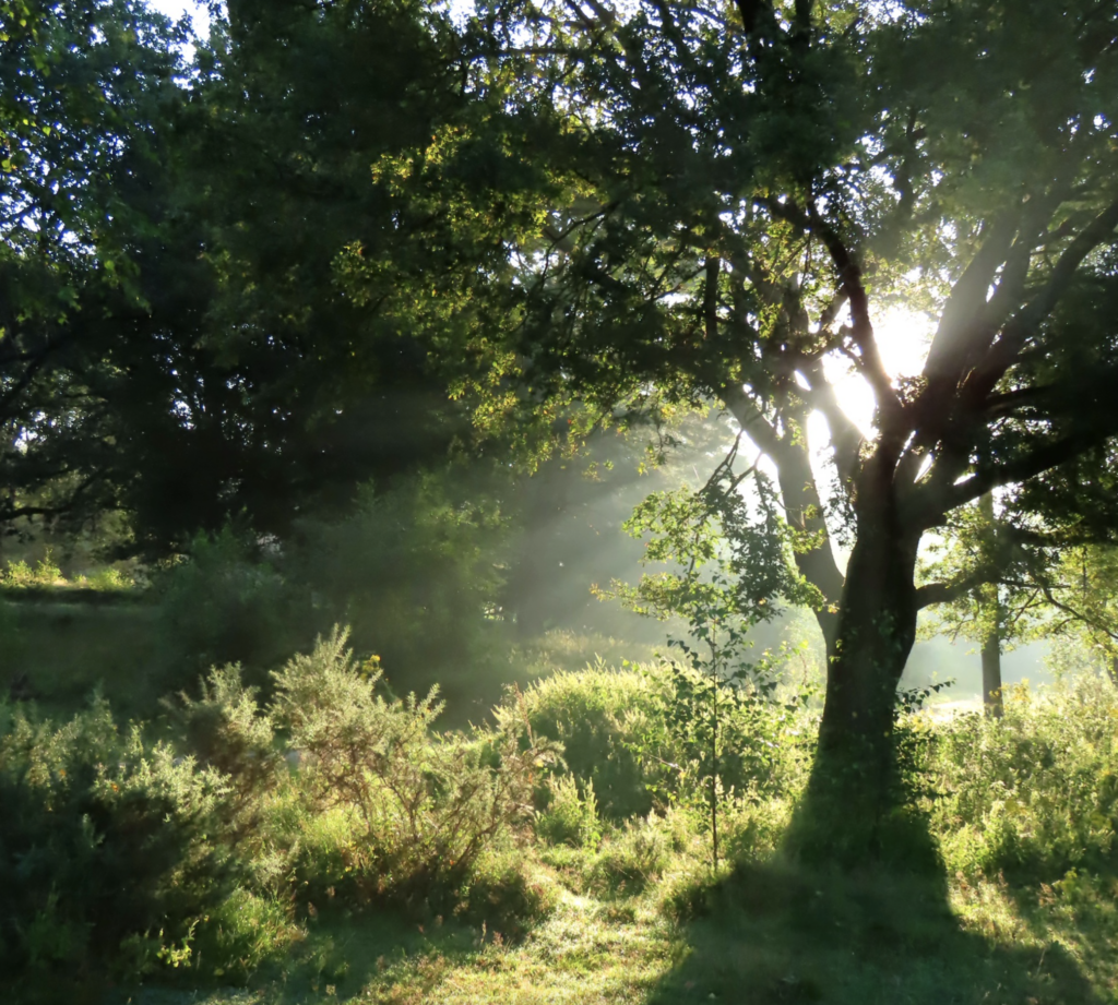 Boom in het bos met zonnestraal